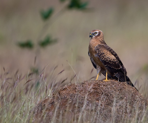 Хулд (Нугын  хулд, Нугын цагаан элэгт)